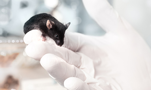 动物实验的必要性