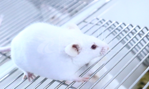 常用的动物模型构建方法有哪些？