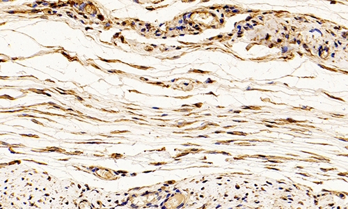 细胞免疫荧光实验的原理及其步骤