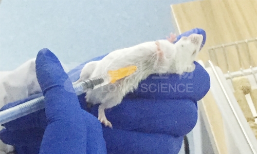 小鼠给药方式及其优缺点