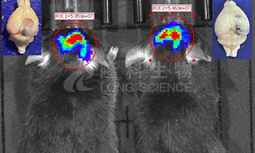 小动物活体成像实验前，这几个步骤非常重要