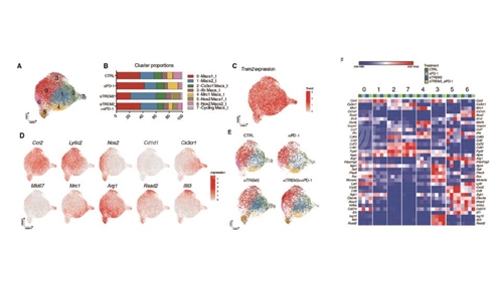 单细胞转录组和普通转录组的区别