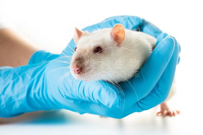 科研必备：DSS诱导结肠炎的可视化评估体系构建